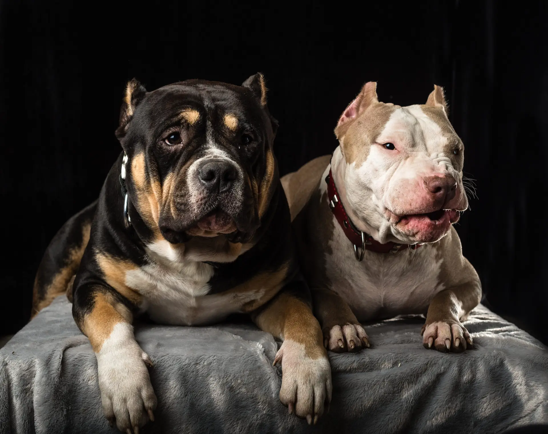 Read more about the article The Role of Genetics in American Bully Breeding: Understanding Bloodlines