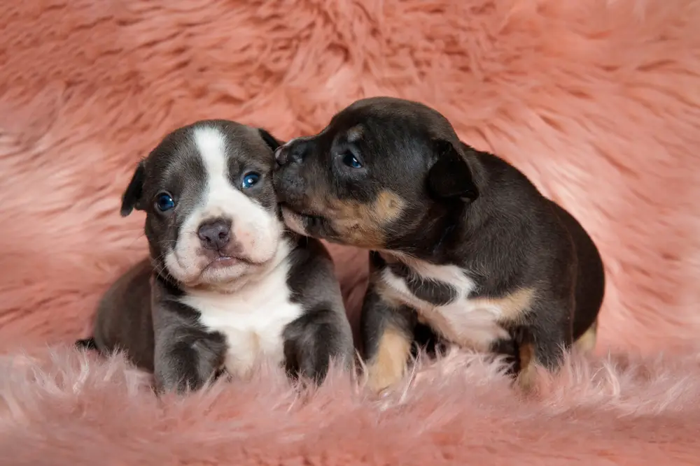 Read more about the article The Evolution of American Bully Puppy Trends: From Pocket to Exotic