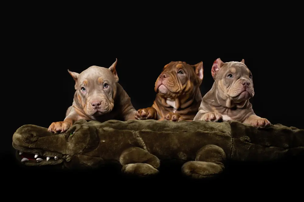 Read more about the article American Bully Myths Debunked: Separating Fact from Fiction