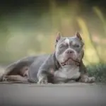 “The Ultimate Diet Plan for a Healthy and Active American Bully”