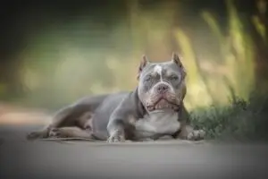 Read more about the article “The Ultimate Diet Plan for a Healthy and Active American Bully”