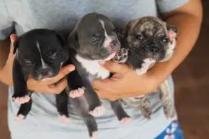 Read more about the article Choosing the Right American Bully Puppy: Factors to Consider