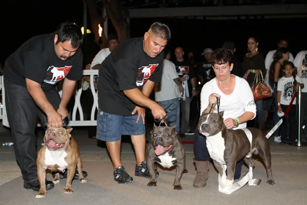 Read more about the article American Bully Competitions: A Guide to Shows, Events, and Titles