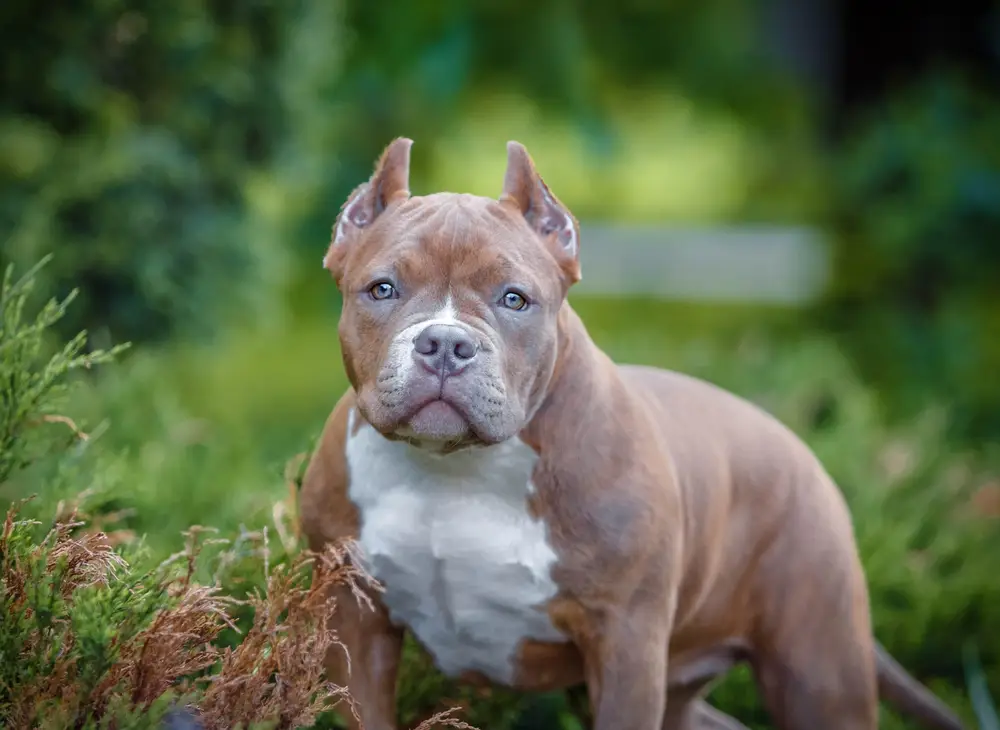 Read more about the article The History and Evolution of the American Bully Breed