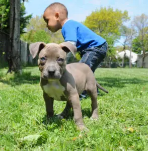 Read more about the article Introducing an American Bully to Your Family: Tips for Successful Integration