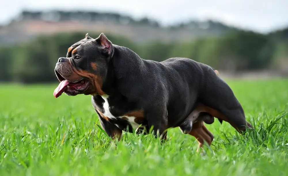 Read more about the article Understanding the American Bully: Breed Characteristics and Temperament