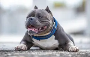 Read more about the article Grooming Essentials for American Bully Owners: Coat Care and Maintenance