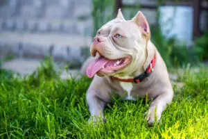 Read more about the article “American Bully Health Trends: Common Concerns and Prevention Strategies”