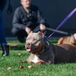 The Social Side of American Bully Ownership: Finding Community and Support