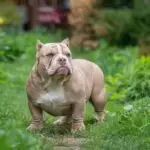 The Evolution of American Bully Puppy Trends: From Pocket to Micro