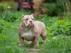 Read more about the article The Evolution of American Bully Puppy Trends: From Pocket to Micro