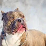 “10 Fascinating Facts About the American Bully Breed You Didn’t Know”